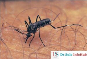 Aedes aegypti mosquito